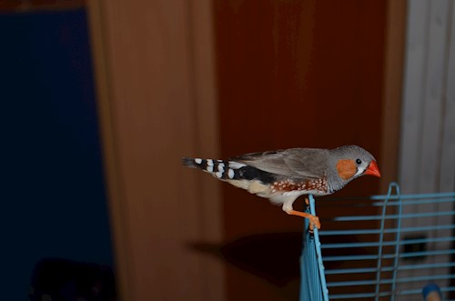 Despina-Gabriela- petsitter București or Pet nanny for dogs cats