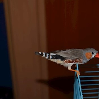 thumbnail petsitter București or pet nanny for dogs cats