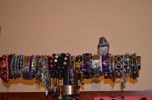 Despina-Gabriela- petsitter București or Pet nanny for dogs cats