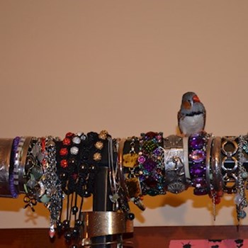 thumbnail petsitter București or pet nanny for dogs cats