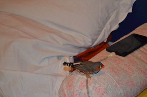 Despina-Gabriela- petsitter București or Pet nanny for dogs cats