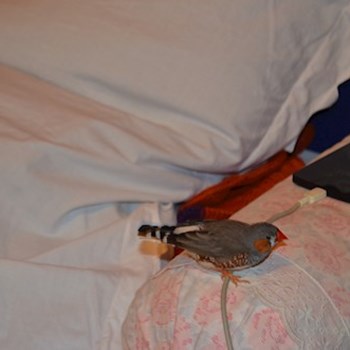 thumbnail petsitter București or pet nanny for dogs cats