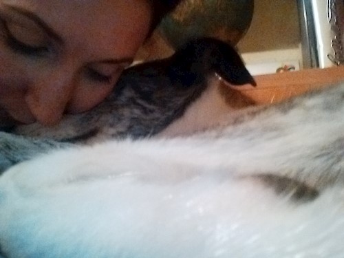 Despina-Gabriela- petsitter București or Pet nanny for dogs cats