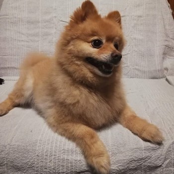 thumbnail petsitter Domnești or pet nanny for dogs cats
