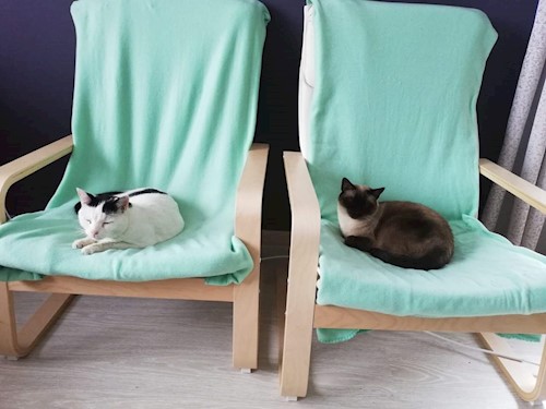 Diana- petsitter Domnești or Pet nanny for dogs cats