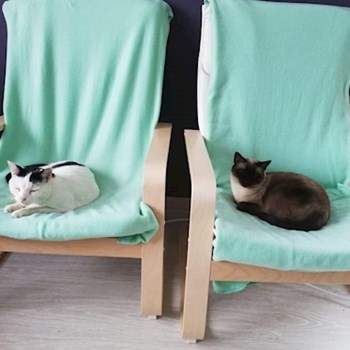 thumbnail petsitter Domnești or pet nanny for dogs cats