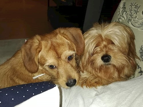Diana- petsitter Domnești or Pet nanny for dogs cats