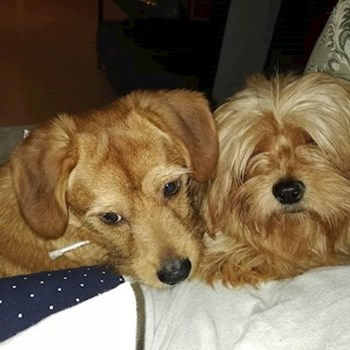 thumbnail petsitter Domnești or pet nanny for dogs cats