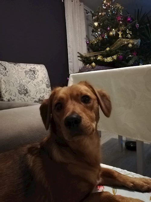 Diana- petsitter Domnești or Pet nanny for dogs cats