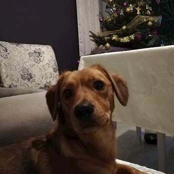 thumbnail petsitter Domnești or pet nanny for dogs cats