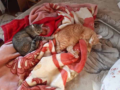 Alisa- petsitter Cluj-Napoca sau Bonă pentru animale pentru câini pisici