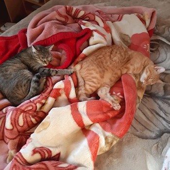 thumbnail petsitter Cluj-Napoca sau bonă pentru animale pentru câini pisici