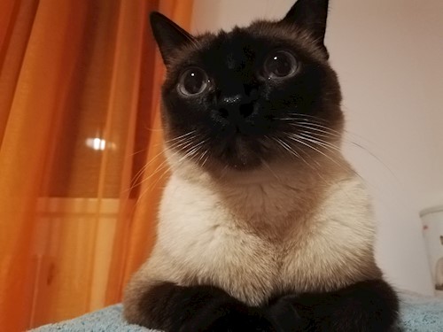 Diana- petsitter Domnești or Pet nanny for dogs cats