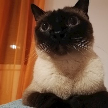 thumbnail petsitter Domnești or pet nanny for dogs cats
