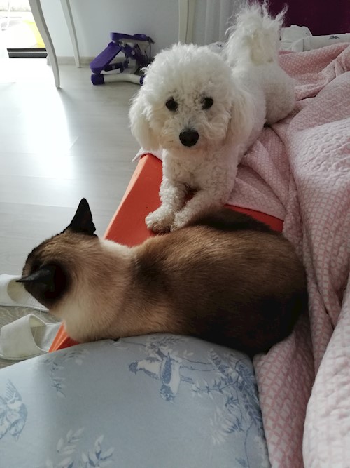 Diana- petsitter Domnești or Pet nanny for dogs cats
