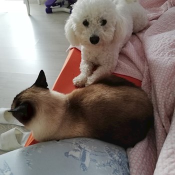 thumbnail petsitter Domnești or pet nanny for dogs cats