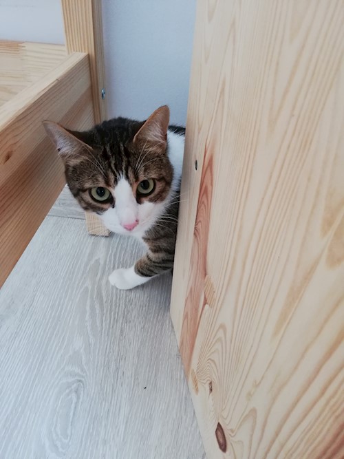 Diana- petsitter Domnești or Pet nanny for dogs cats