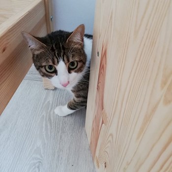 thumbnail petsitter Domnești or pet nanny for dogs cats