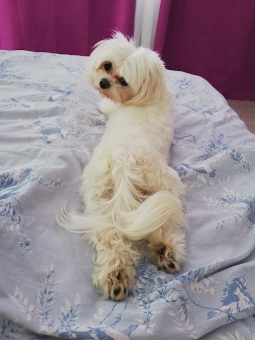 Diana- petsitter Domnești or Pet nanny for dogs cats