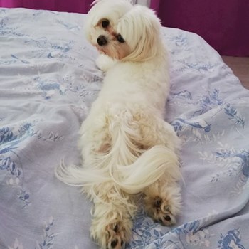 thumbnail petsitter Domnești or pet nanny for dogs cats