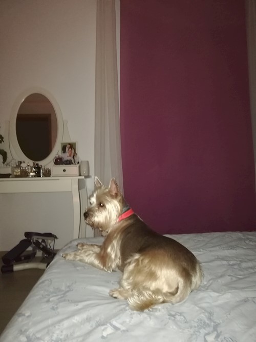 Diana- petsitter Domnești or Pet nanny for dogs cats
