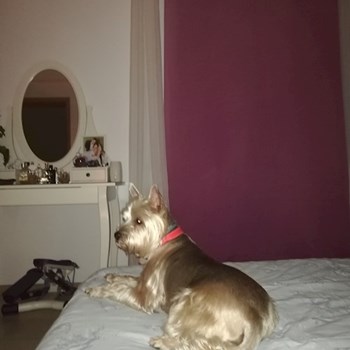 thumbnail petsitter Domnești or pet nanny for dogs cats