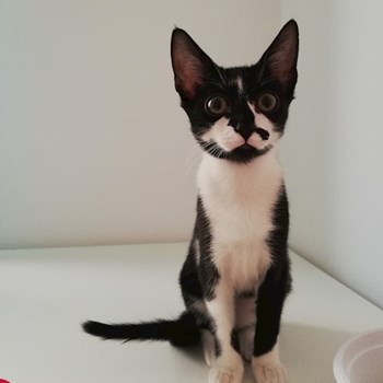 thumbnail petsitter Domnești or pet nanny for dogs cats