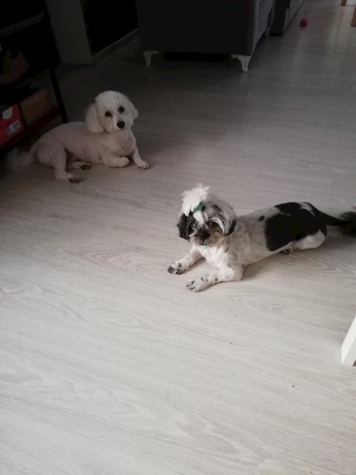 Diana- petsitter Domnești or Pet nanny for dogs cats