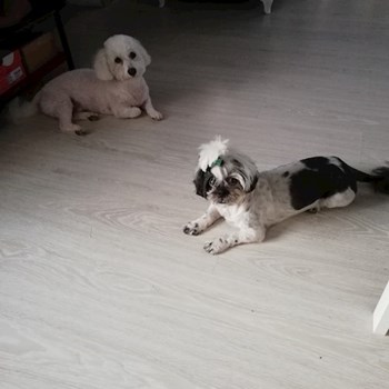 thumbnail petsitter Domnești or pet nanny for dogs cats