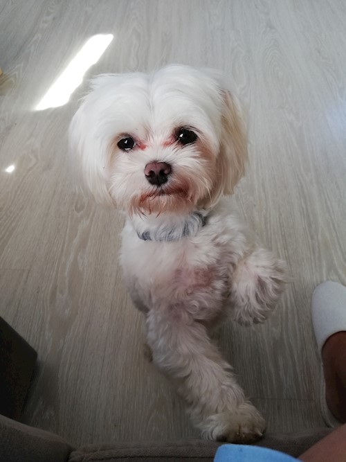 Diana- petsitter Domnești or Pet nanny for dogs cats
