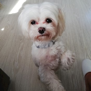 thumbnail petsitter Domnești or pet nanny for dogs cats