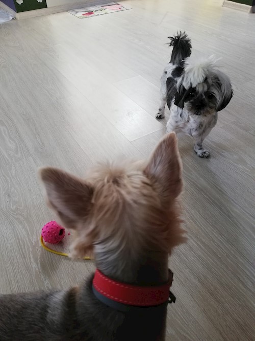 Diana- petsitter Domnești or Pet nanny for dogs cats
