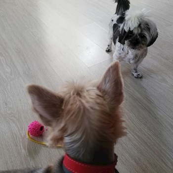 thumbnail petsitter Domnești or pet nanny for dogs cats