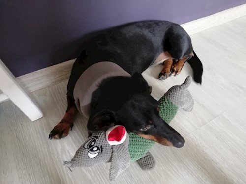 Diana- petsitter Domnești or Pet nanny for dogs cats
