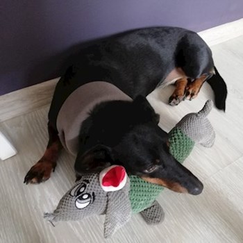 thumbnail petsitter Domnești or pet nanny for dogs cats