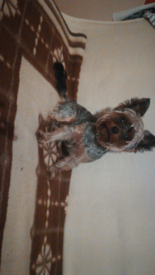 Andreea- petsitter Cluj-Napoca vagy Állat szitter a