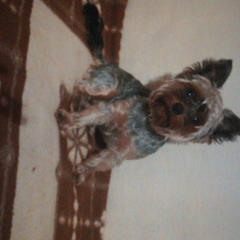 thumbnail petsitter Cluj-Napoca vagy Állat szitter a