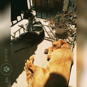  thumbnail petsitter Florești or pet nanny for dogs cats 