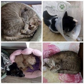  thumbnail petsitter Florești or pet nanny for dogs cats 