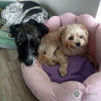  thumbnail petsitter Florești or pet nanny for dogs cats 