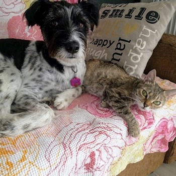  thumbnail petsitter Florești or pet nanny for dogs cats 