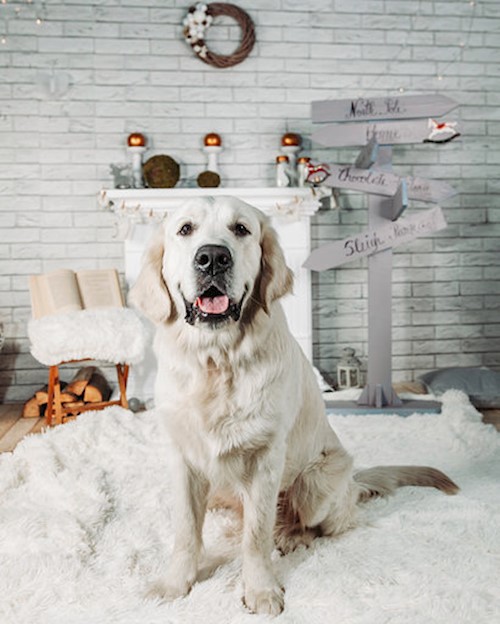 Mihaela- petsitter București or Pet nanny for dogs cats