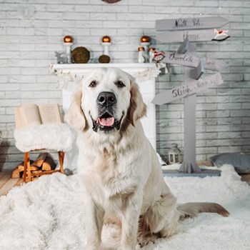 thumbnail petsitter București or pet nanny for dogs cats