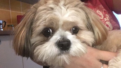 Florina- petsitter Târgu Mureș or Pet nanny for dogs cats