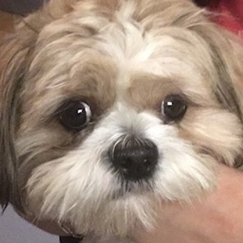 thumbnail petsitter Târgu Mureș or pet nanny for dogs cats