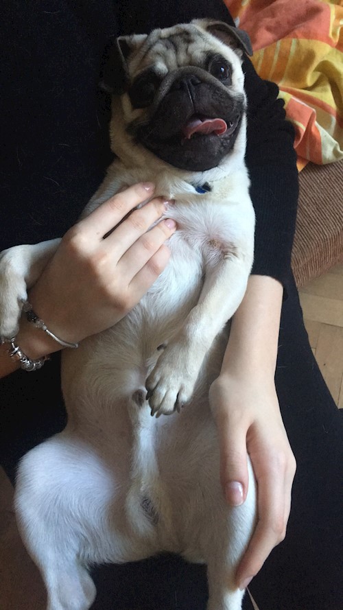 Florina- petsitter Târgu Mureș or Pet nanny for dogs cats