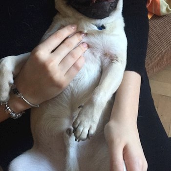 thumbnail petsitter Târgu Mureș or pet nanny for dogs cats