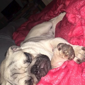 thumbnail petsitter Târgu Mureș or pet nanny for dogs cats