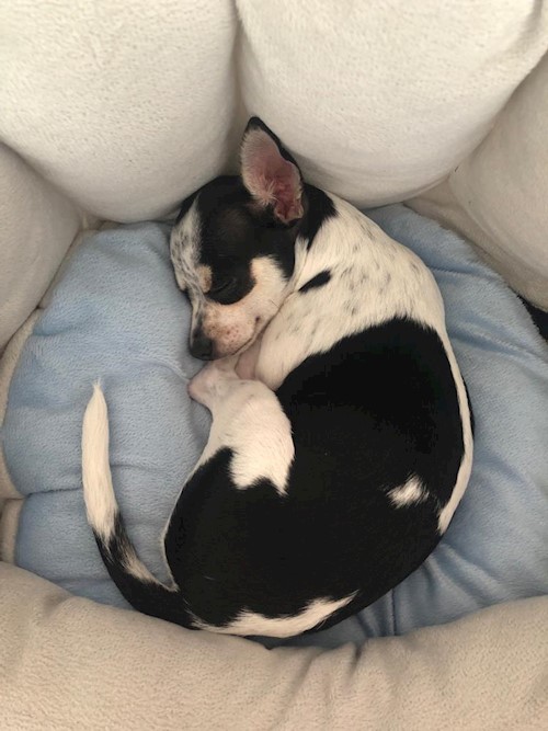 Florina- petsitter Târgu Mureș or Pet nanny for dogs cats