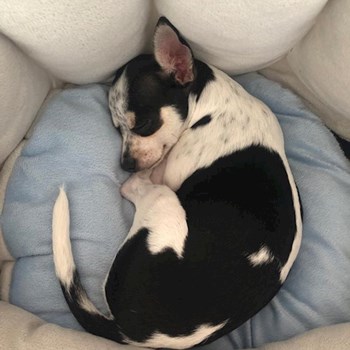 thumbnail petsitter Târgu Mureș or pet nanny for dogs cats